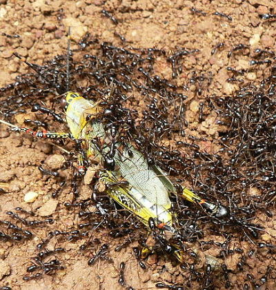 A photograph of driver ants overpowering a large grasshopper.
