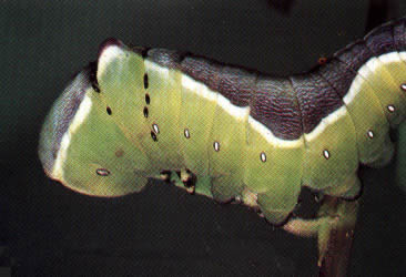 Shiny black Netelia vinulae ova attached to the integument of a mature Puss moth caterpillar