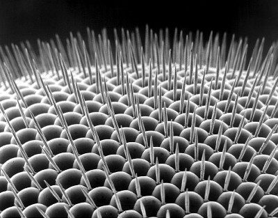 A scanning electron micrograph of the facets within the compound eye of a fruit fly (_Drosophila_ sp.).