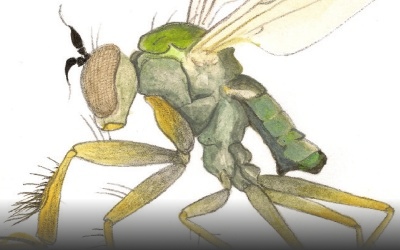 Cover detail from A Dipterist's Handbook