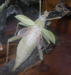 A photograph of a female Jungle Nymph stick insect showing the vestigial wings.