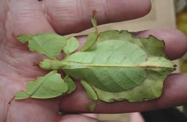A female Leaf Insect