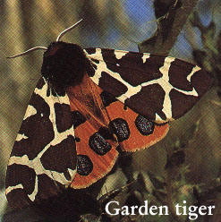 Photo of Garden Tiger