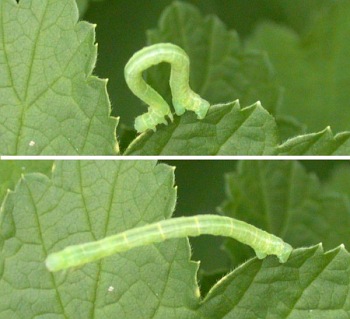 Two photographs of a Geometrid catterpillar illustrating the distinctive locomotion of Geometrids.