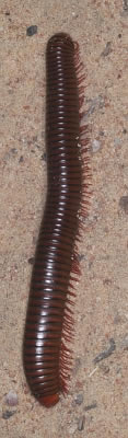 A giant millipede from Africa