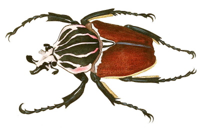 An illustration of a Goliath beetle (_Goliathus giganteus_)
