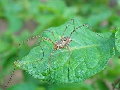 A photograph of a harvestman illustrating their characteristically long legs and undifferentiated body.