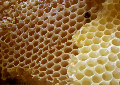 A photograph of honeycomb