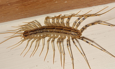 A photograph of a house centipede (_Scutigera coleoptrata_).