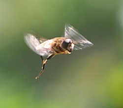 A photograph of a hover fly in flight.