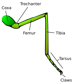 An illustration of the general structure of an insect leg.