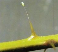 A photograph of a lacewing egg on top of its slender stalk