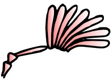 Illustration of lamellate antennae