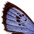 Conservation - The wing tip of the Large Blue butterfly