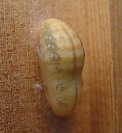 A photograph of the pupae of the Large Copper butterfly (_Lycaena dispar_)