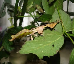 A male Leaf Insect