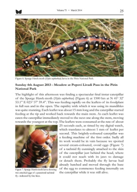 An example page from the March 2014 Bulletin showing photographs of Spurge Hawk-moth caterpillars (_Hyles euphorbiae_)