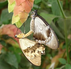 A photograph of a pair of mating butterflies