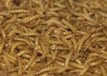A photograph of mealworms.