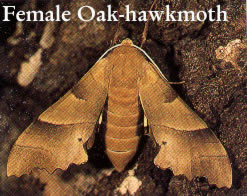 Adult Oak-hawkmoth