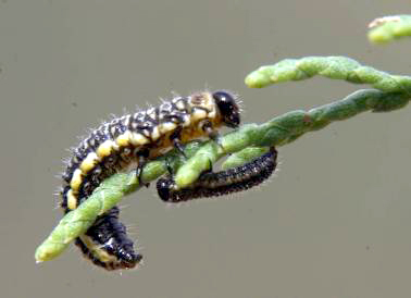 Two larvae of the Northern Tamarisk Beetle (_Diorhabda carinulata_) illustrating the eruciform larval shape