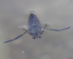 A photograph of the back-swimmer, _Notonecta glauca_