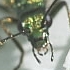 What bug is this? - photograph of the beetle _Oedemera nobilis_