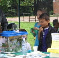 A Bug Clubber comes face-to-face with a fish tank full of Indian Stick Insects at Osterley Park