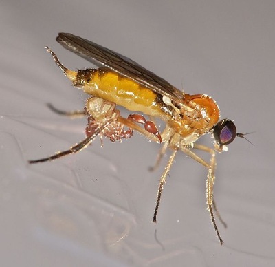 A photograph of a pseudoscorpion holding on to the femur of an adult fly with its pincers. The fly will carry the psuedoscorpion to a new location.