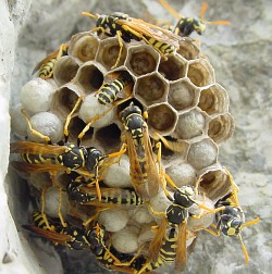 A photograph of a nest of the European paper wasp _Polistes dominulus_.