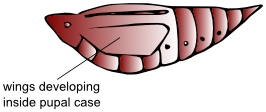 Illustration of a pupa