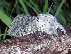 A photograph of an adult Puss Moth (_Cerura vinula_).