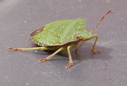 A photograph of an adult Green Shieldbug (_Palomena prasina_).