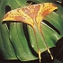 Insects & Man - photograph of an adult silkmoth