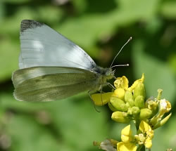 A photograph of an adult male Small White butterfly, _Pieris rapae_