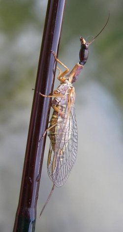 A photograph of an adult snakefly (_Raphidia sp._)