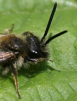 A macro photograph of the antennae of a solitary bee.
