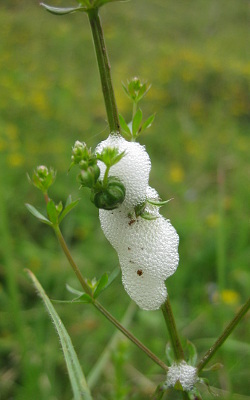 Spittle, or cuckoo spit, on a plant