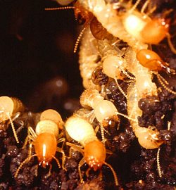 A photograph of subterranean termite workers and a soldier.