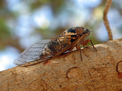 A photograph of an adult cicada.