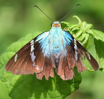 A photograph of an adult Two-barred Flasher butterfly (_Astraptes fulgerator_)