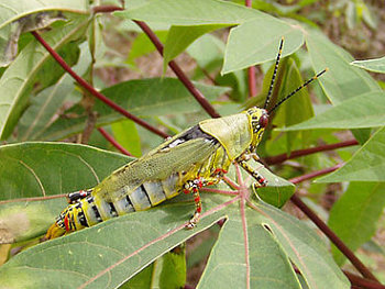 A photograph of a brachypterous female variegated grasshopper (_Zonocerus variegatus_).