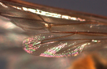 A photograph of the fore and hind wings of a Vespid wasp. The fore and hind wings are connected using a row of tiny hooks called the frenulum.