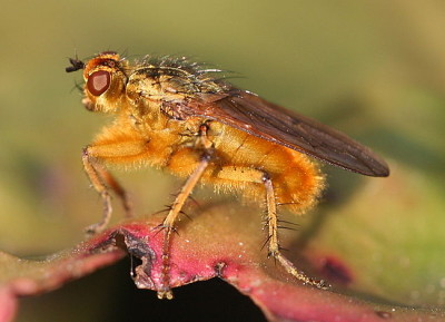 A photograph of a male Yellow dung fly _Scathophaga stercoraria_.